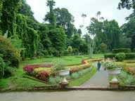 Шри Ланка, Перадения. Ботанический сад - аллея